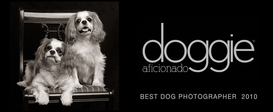 Doggie-Aficionado