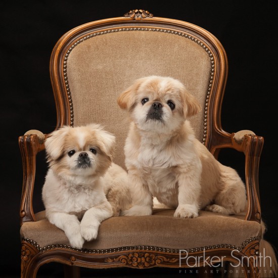 Pekingese dogs by Parker Smith