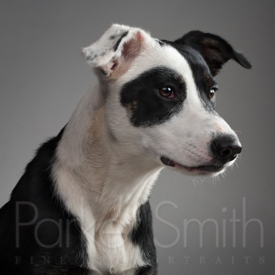 A Dog named Panda