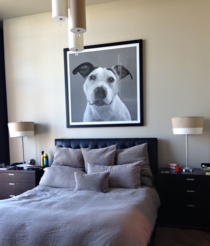 Atlanta dog portrait